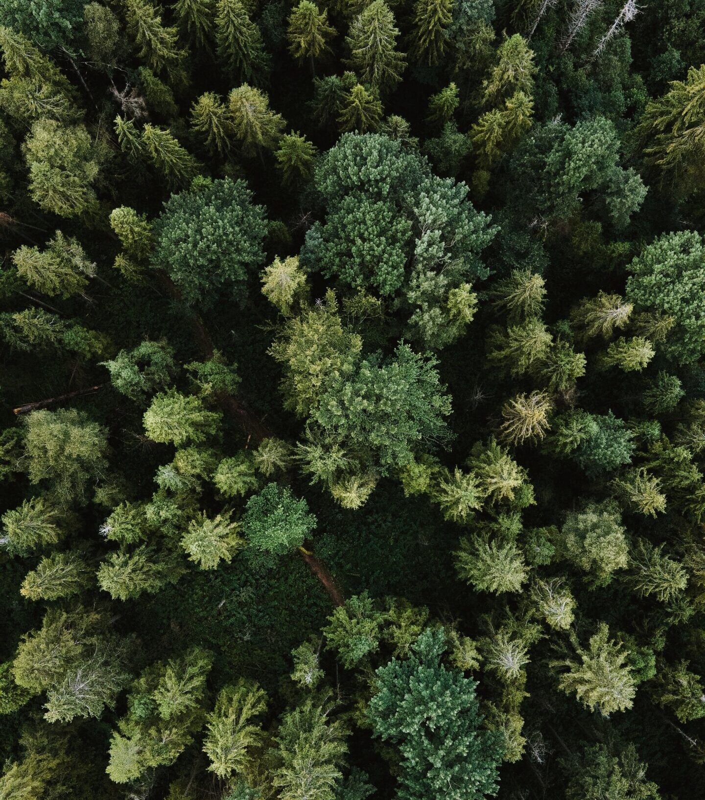 olena-sergienko-3BlVILvh9hM-unsplash